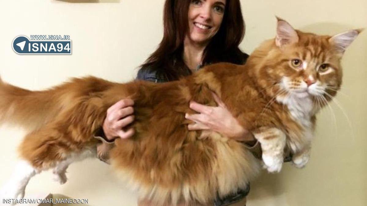 بلندقدترین گربه جهان
