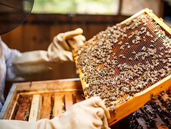 عسل طبیعی مهاباد هانی لند
