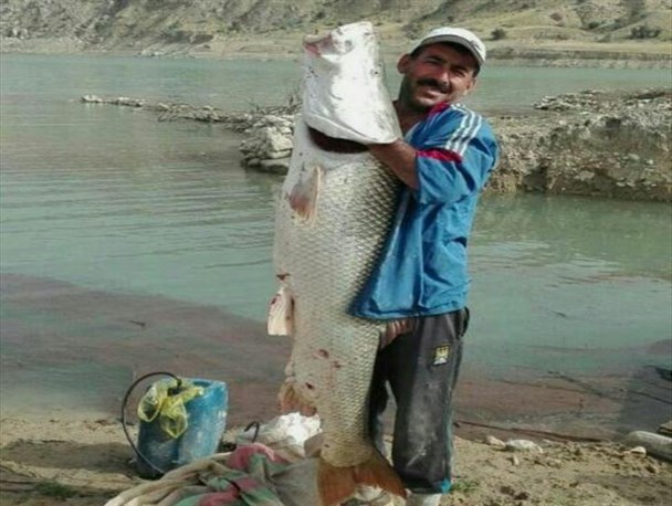 صید عظیم الجثه یک ماهیگیر در گچساران- تصویر