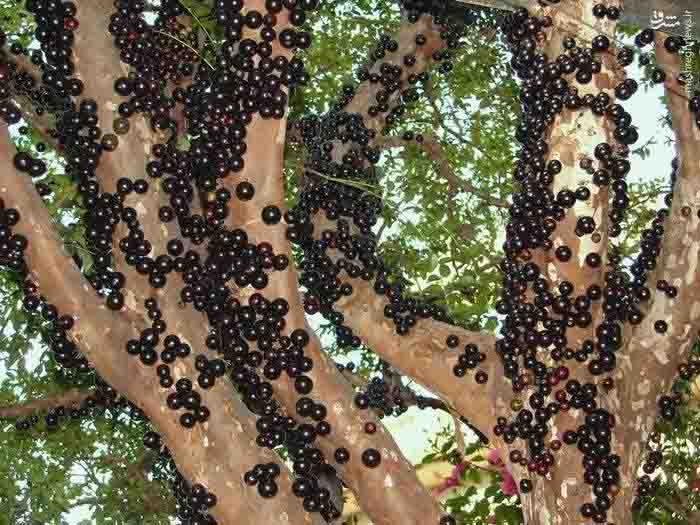  درختی که تنه‌اش میوه می‌دهد